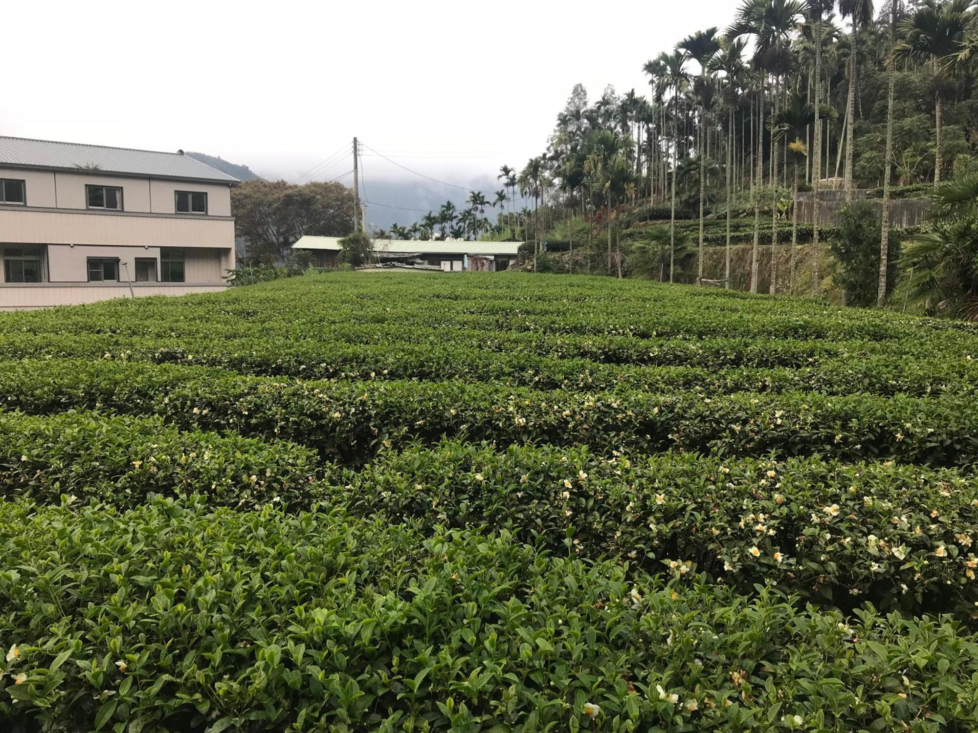 De Ren Tea Gardens Apartment Meishan Bagian luar foto