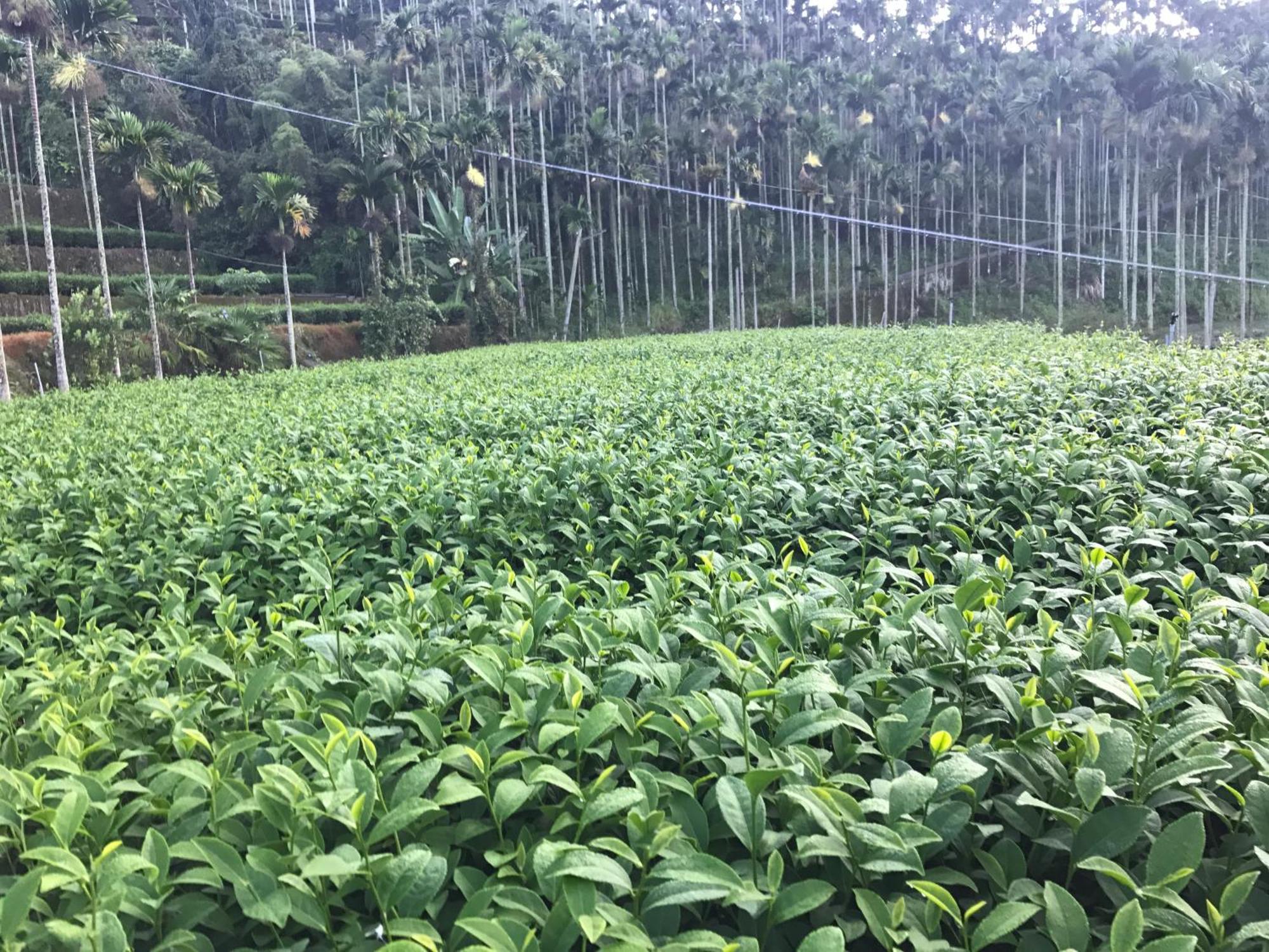 De Ren Tea Gardens Apartment Meishan Bagian luar foto