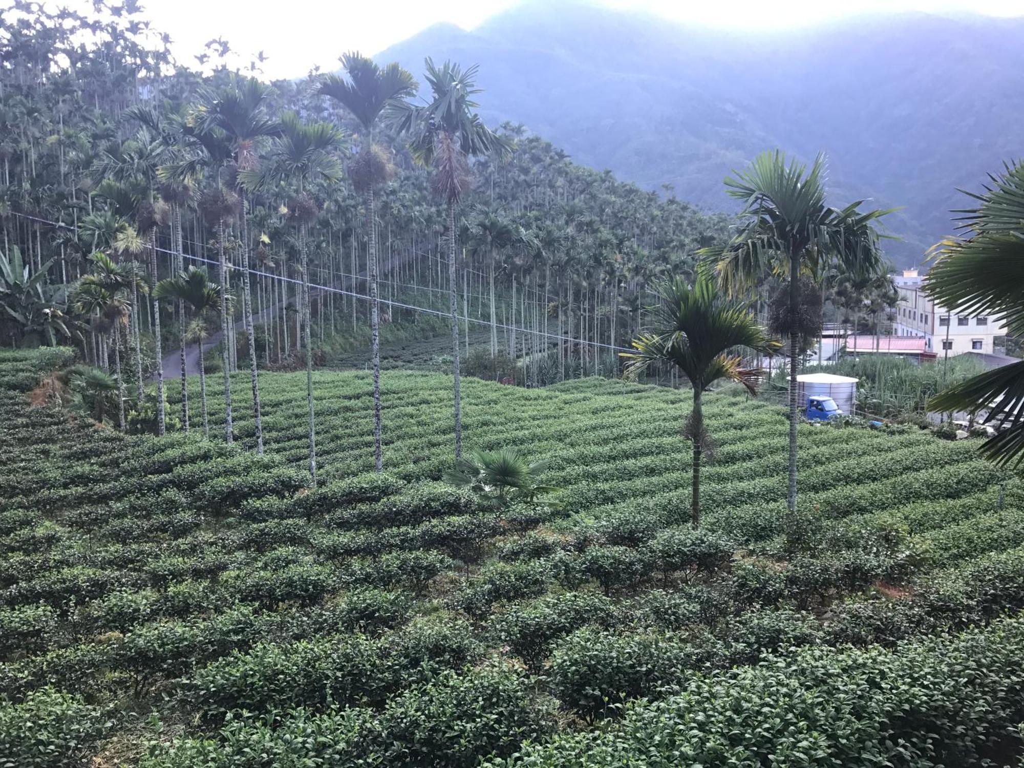 De Ren Tea Gardens Apartment Meishan Bagian luar foto