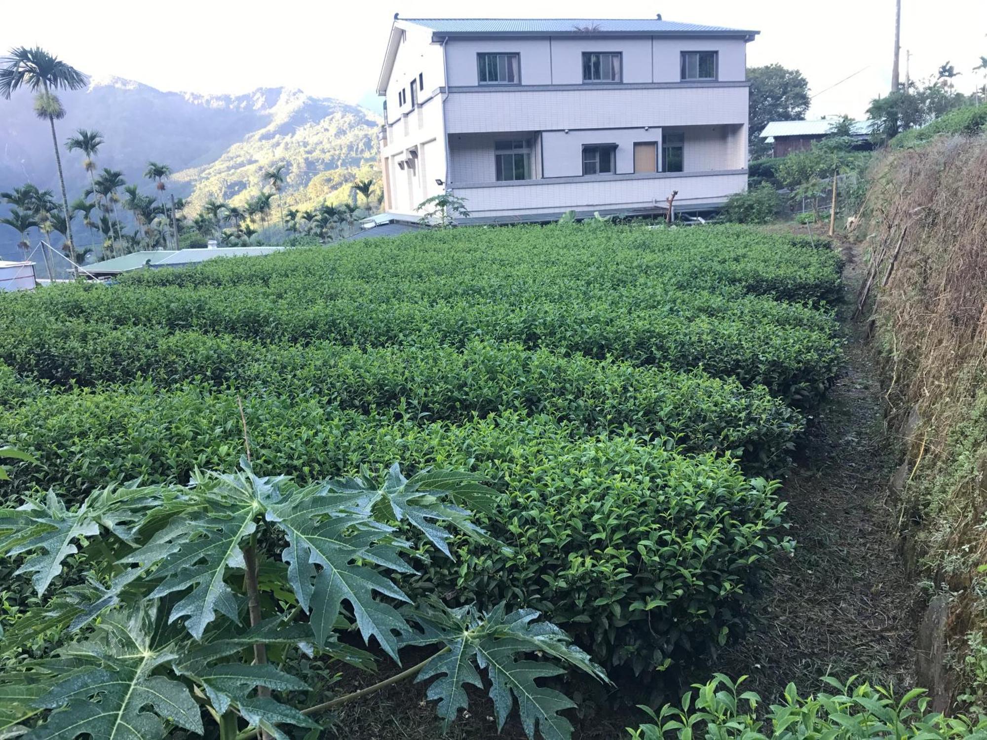 De Ren Tea Gardens Apartment Meishan Bagian luar foto