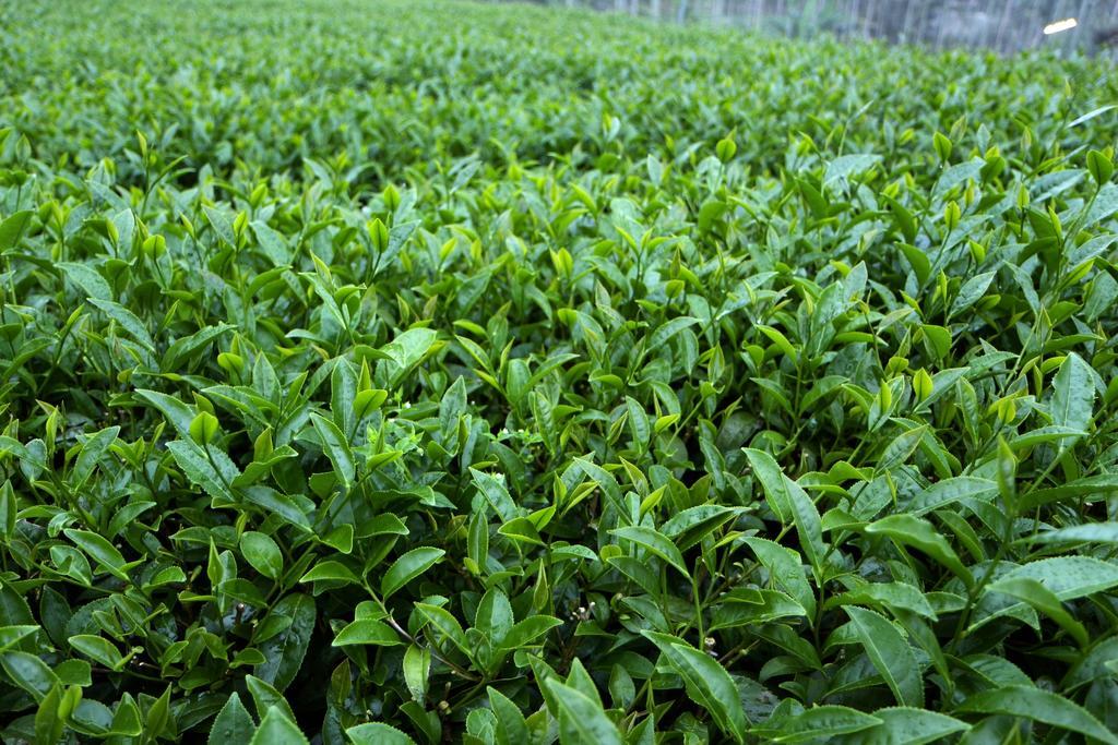 De Ren Tea Gardens Apartment Meishan Bagian luar foto